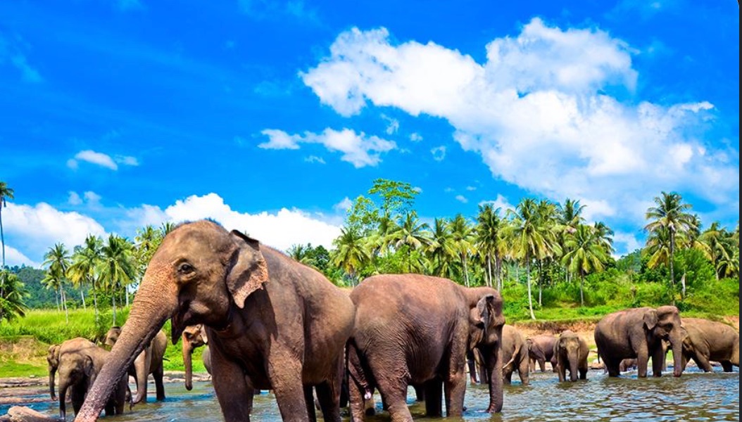 INTERNATIONAL FESTIVAL IN SRI LANKA 2027